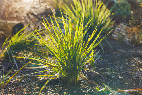 Dianella Revoluta DRG04